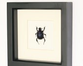 Real Scarab Beetle Insect Display