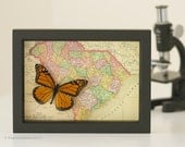 Map of South Carolina with mounted butterfly