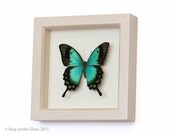 Framed Butterflies Sea Green Swallowtail White Wash Frame