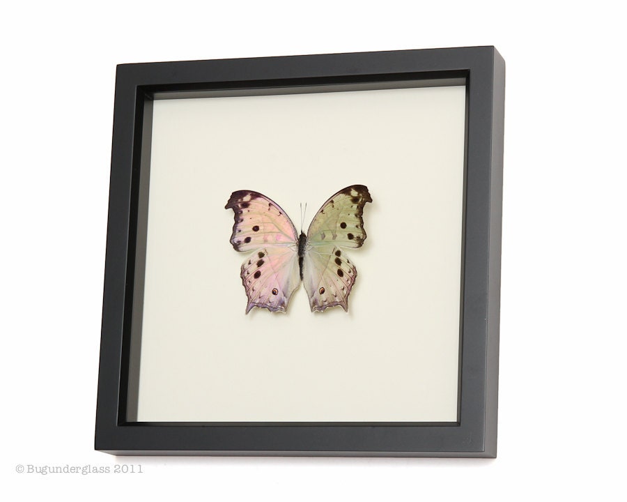 Real Framed Butterfly Display Mother of Pearl