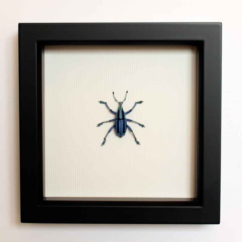 Real Beetle Insect Display - The Painted Blue Weevil