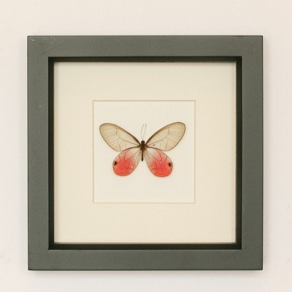 Real Framed Butterfly Display Pink Glasswing