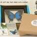 Madagascan Sunset Real Framed Moth 1331