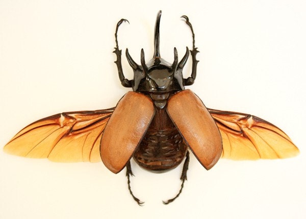 Framed Rhino Beetle EUPATORUS GRACILICORNIS Museum Display