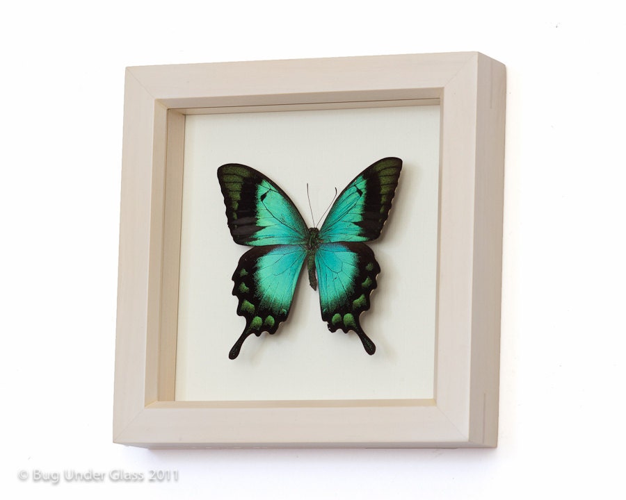Framed Butterflies Sea Green Swallowtail White Wash Frame
