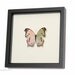 Real Framed Butterfly Display Mother of Pearl