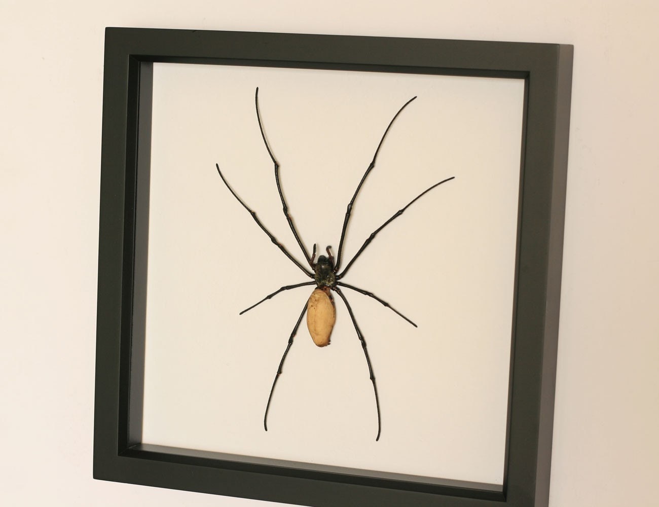 Spider Display