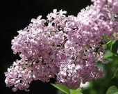 Organic Lilac Essential Oil Perfume Glass Vial Sample