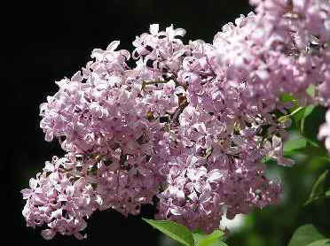 Organic Lilac Essential Oil Perfume 1.5 ml Roll on Bottle