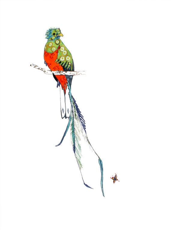 Quetzal - limited edition print from original 8.5 x 11