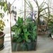 Miniature Victorian Styled Conservatory - Stained Glass