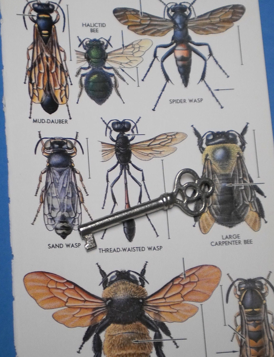 Bee Scientific Illustration