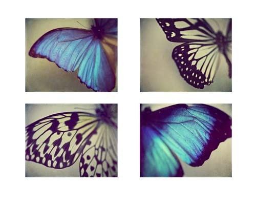 Butterfly Wing Photography Prints - Set of 4 Metallic 5x7 Photographs - black white vivid royal blue teal aqua butterfly
