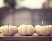 Food Photography - Ghost Pumpkins - Fall food rustic autumn harvest Halloween white blue grey gray home decor 4x6