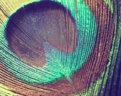 Peacock Feather Photograph - bird abstract simple blue green teal black brown - The Eye - 8x10