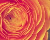 Nautre Photography - flower still life garden Peach nature Yellow Floral - Spring Bloom