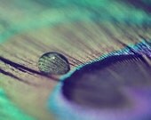 Peacock Feather Photograph - pastel emerald green Nature Bird Water Drop light abstract lilac A Feather 8x10