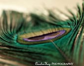 Funky Feather - Nature Peacock Photography emerald green cream royal blue tan fall autumn macro still life