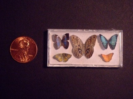 Miniature Exotic Butterfly Collection