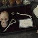 Miniature Human Bone Museum Display