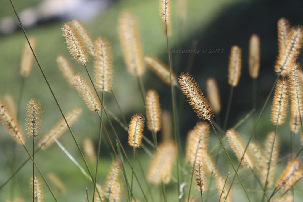 Rapt 11x17 Photograph