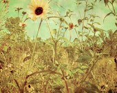 Field of Sunflowers - Photography Print - Yellow Sky Wildflower Prairie Green Vintage Retro
