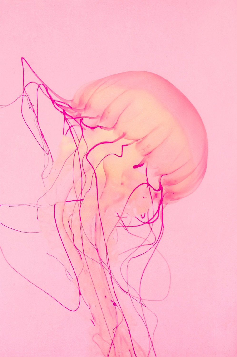 Pink Jellyfish No. 3 - 5 X 7 Photography Print - Nature Nursery Decor Fish Ocean Summer Vacation Sea