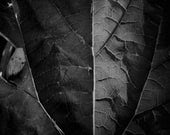 Leaf Study-5x7 Print-SIGNED- art, photography, black and white, plant, macro, closeup, nature, country