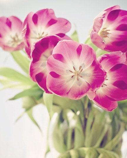 tulips photograph / fresh spring / nature photography / violet, fuchsia, green / home decor / smiley faces / 8x10