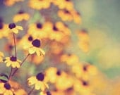 black-eyed susan flower photograph / nature, summer, gold, golden, mustard yellow / bright eyed / 8x10 fine art photo