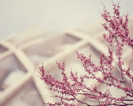 pink spring nature photograph / flower, blossom, bloom, purple, lilac, lavender, geometric / redbud / 8x10 fine art photo