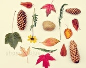 autumn nature photograph / fall, pine cone, leaf, leaves, maple / rust, red, copper, brown, forest green, yellow / autumn collection / 8x8