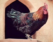 rooster farm rustic photograph / chicken, bird, rust, copper, feather, kitchen decor  / rooster / 8x10 fine art photo