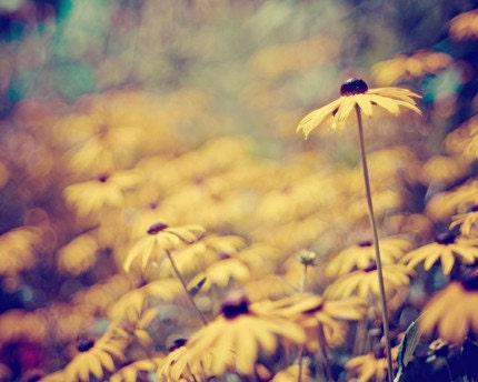 summer flower nature photograph / black-eyed susans, yellow, mustard, jewel tones, field, bokeh / susan / 8x10 fine art photo