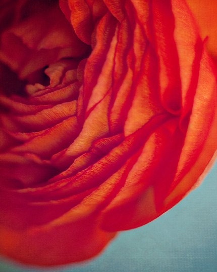 orange red flower botanical photograph / layers, close-up, ranunculus, turquoise, robins egg blue, aquamarine / orangey - 8x10