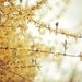 forsythia nature photograph / botanical, spring, yellow, fall colors, thanksgiving / 8x10 fine art photo