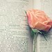 book love rose photograph / flower, text, print, rose, pink, peach, apricot, valentine, still life / lovesickness / 8x10 fine art photo