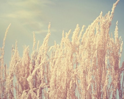 summer nature photograph / light, pale blue sky, sun, sunshine, wheat, dry, beige, neutral, minimalist / light / 8x10 fine art photo