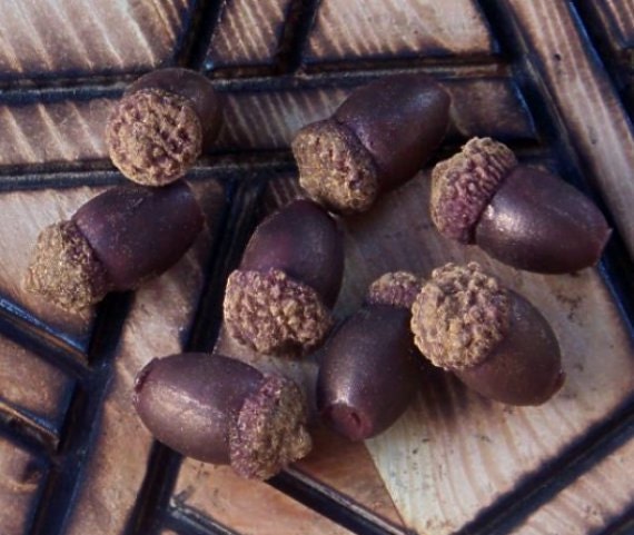 SWEET HARVEST ACORNS Artisan Alchemy Soy Tarts w/ Oak, Apple and Spices for Mabon, Autumn Sabbats, Thanksgiving