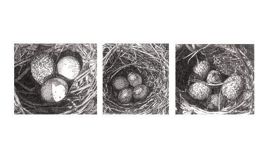 Pen and Ink Drawing Reproduction Bird Nest Note Cards 2