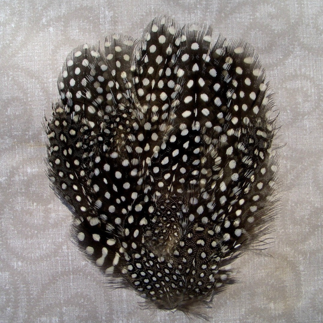 1 Natural Guinea Polkadot Feather Pad