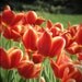 Red Tulips - 8x8 Fine Art Photography Print
