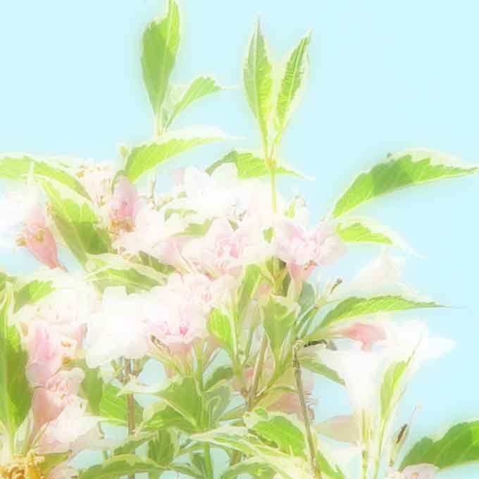 Nature Photography, flowers of the morning -  palest pink flowers against a delicate light blue sky - 8x8
