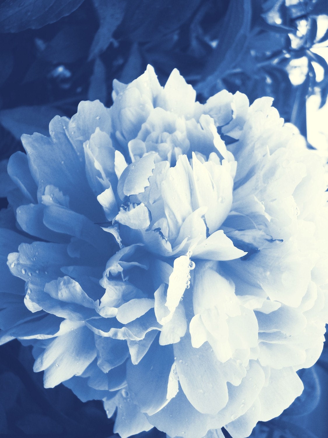 Blue Peony 8 x10 Matted fine art Print Frame size is 11 X 14 - artyecological
