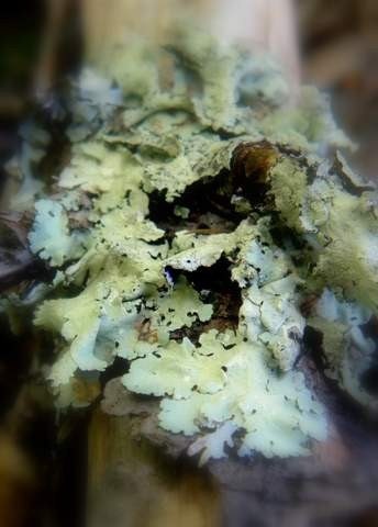 Lichen of the Green persuasion 5x7 fine art print