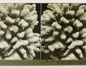 Coral Specimen Stereoview Real Photo