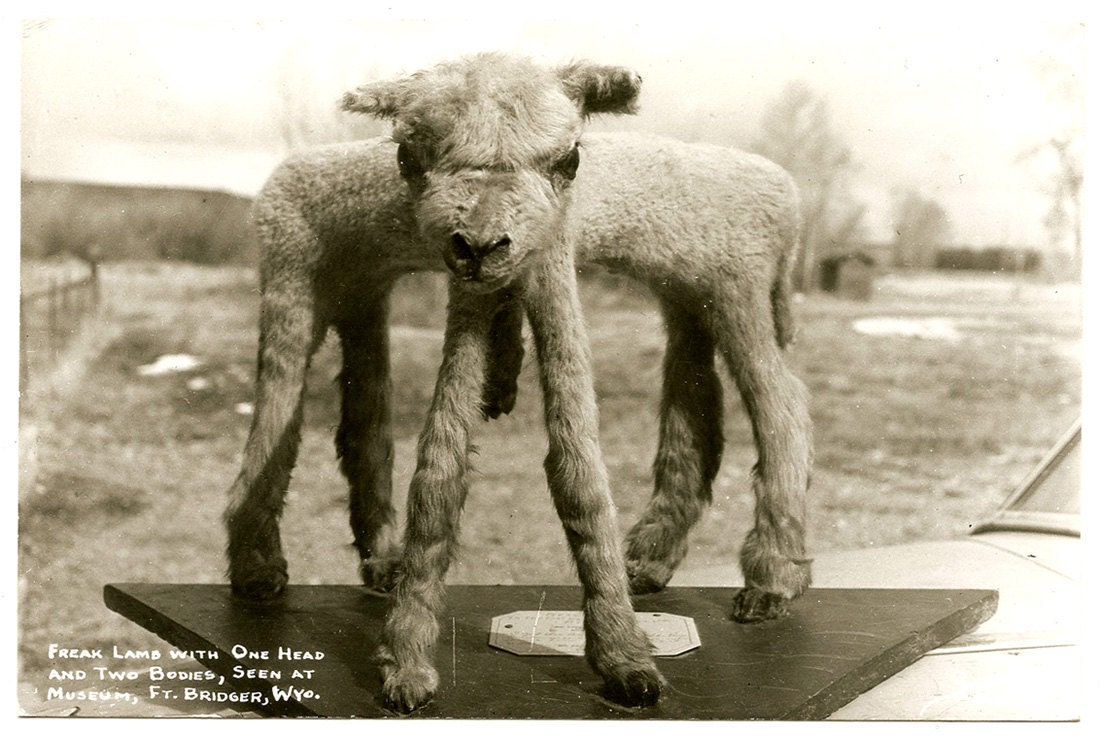 Freak Lamb Two Bodies One Head Vintage RPPC