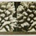 Coral Specimen Stereoview Real Photo