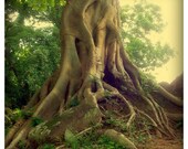 Les Racines 01 - 8x8 Fine Art Print - Nature Photography - For Tree Lovers - Etsy Wall Art - TFTeam