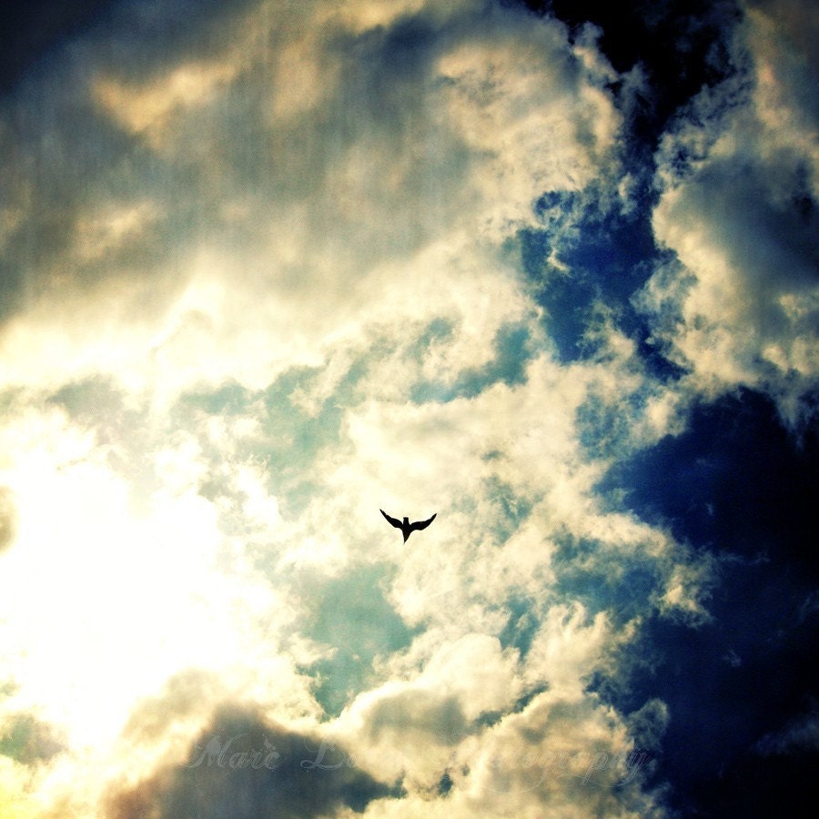 What would be the sky without birds - 8x8 Fine Art Print - Bird Photography - Etsy Wall Art - TFTeam